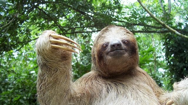 La Fortuna:Butterflies, birds, sloths and Trails Guided Tour