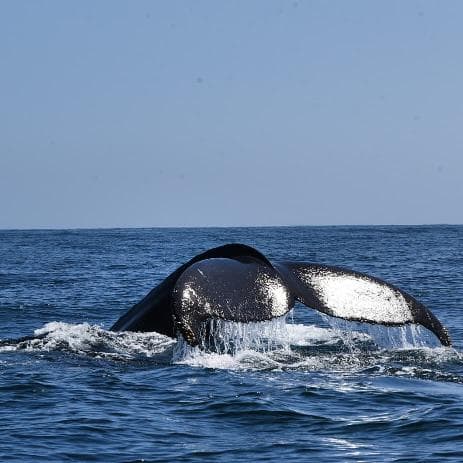 Whale Watching + Cayo Levantado + El Limón Waterfall Safari from Sabana de la Mar
