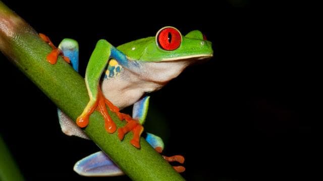 La Fortuna: Evening Frog Safari