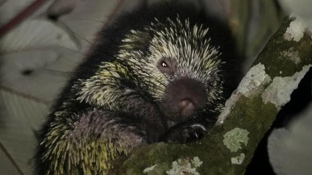 Monteverde: Tropical Forest Night Tour