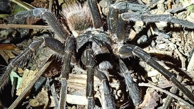 Cahuita's Tarantula Way Night Tour