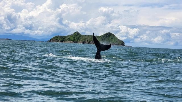 Uvita: Whale Watching Tour in Marino Ballena National Park