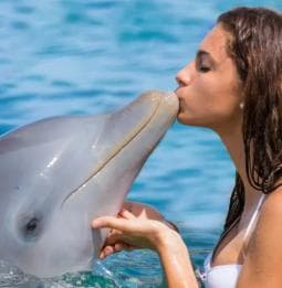 Punta Cana: Enjoy Dolphin Free Hotel Pickup