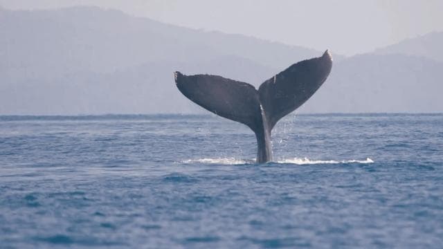 Uvita: Private Marino Ballena Boat Cruise Whales & Dolphins