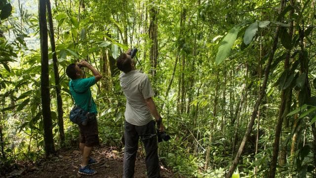 Tortuguero: Day walk in Tortuguero National Park (Jaguar)