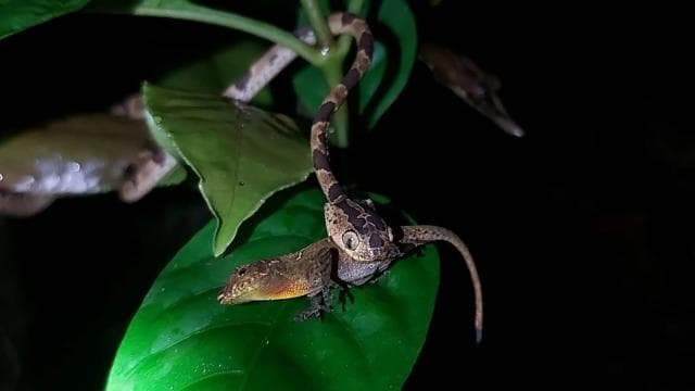 Monteverde: Cloud Forest Tour with Guide & Photos