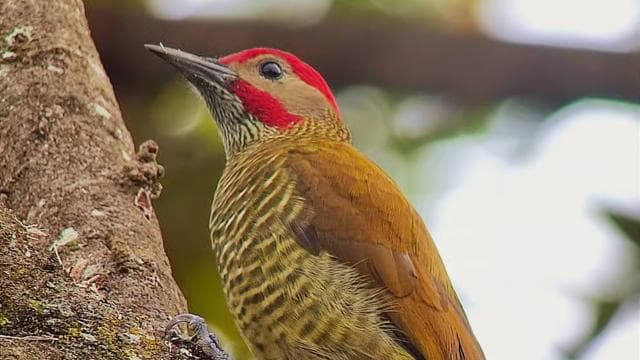 Curicancha Reserve Birdwatching Tour