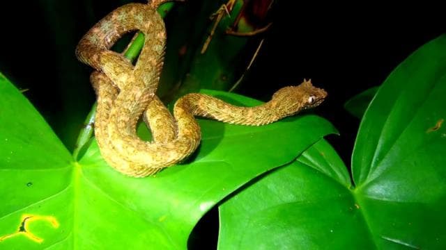 Tortuguero: Night Wildlife Spotting and Jungle Walk