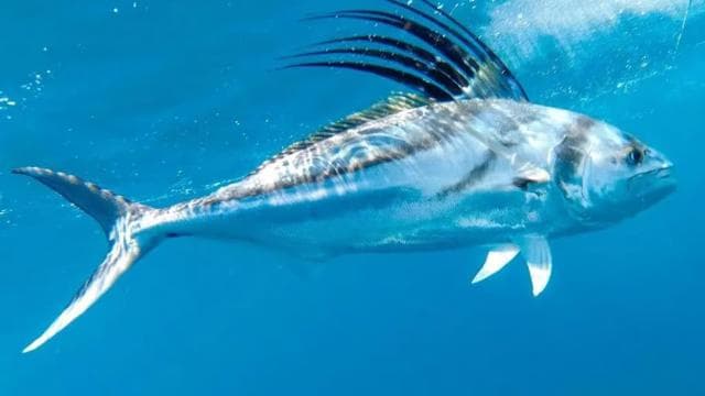 Playa Mantas: Beach Fishing Tour