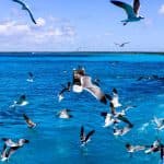 Punta Cana: Saona Island in Private Vehicle and Guide