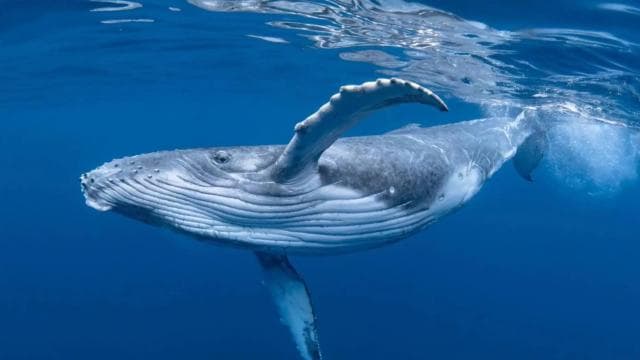 Uvita: Marino Ballena National Park Whale/Dolphin Watching