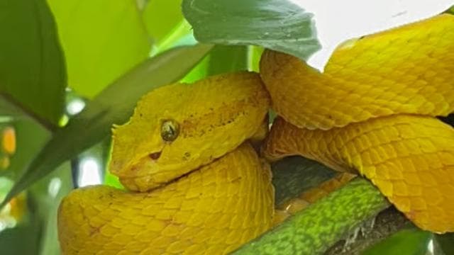 Cahuita: Walking Tour and Wildlife Sightseeing, Tour with Tour Guide