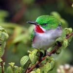Samana: Bird Watching & Limon Waterfall