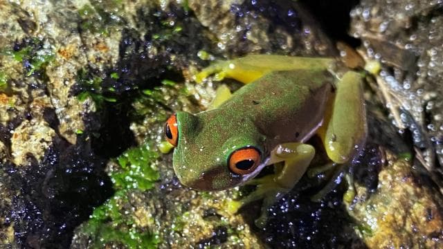 Monteverde: Tropical Forest Night Tour