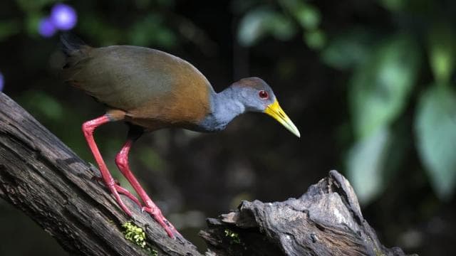 Rincón de la Vieja Rainforest Wildlife Night Tour