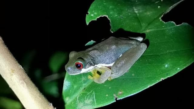 Monteverde: Cloud Forest Tour with Guide & Photos