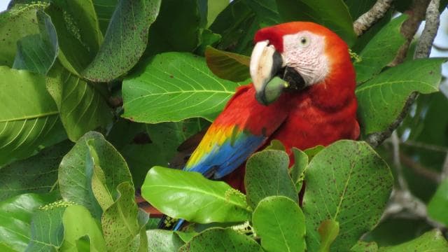 Uvita - Dominical: Private Kayak Tour - Mangroves of Terraba