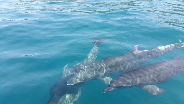 Uvita: Whale & Dolphin Watching Boat Trip w/ Drinks & Snacks