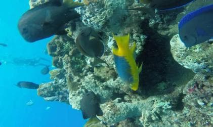 Sosúa: Catamaran Cruise with Snorkeling and Lunch