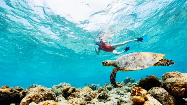 Borinquen: Underwater Magic Snorkel Adventure