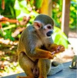 Punta Cana: Tour Aventura con Monos con Recogida en el Hotel