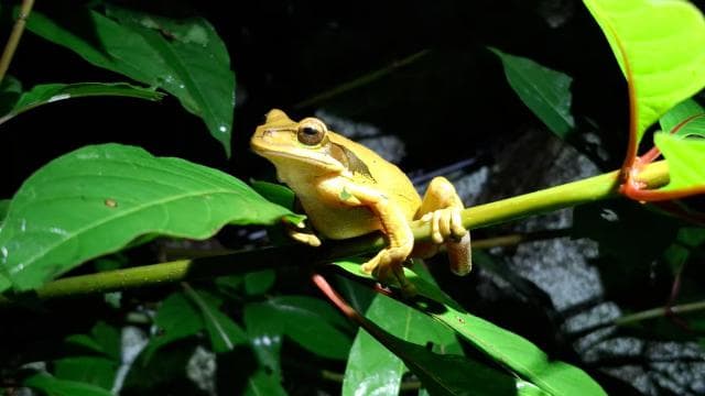 Santa Elena: Wildlife Refuge Monteverde Night Walking Tour