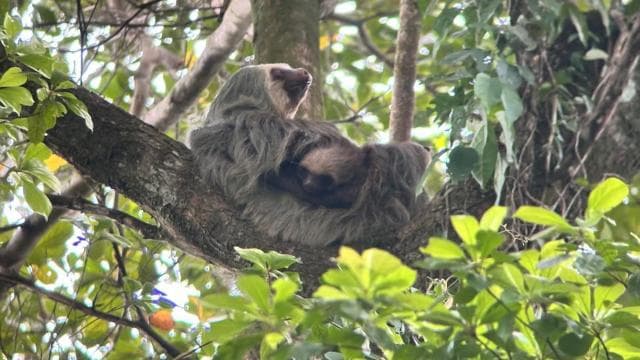 La Fortuna: Sloth Watching Tour
