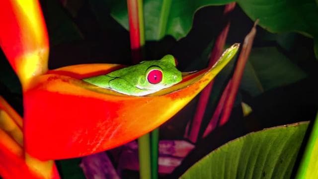 Drake Bay: Wildlife Tour at Night with Naturalist Guide