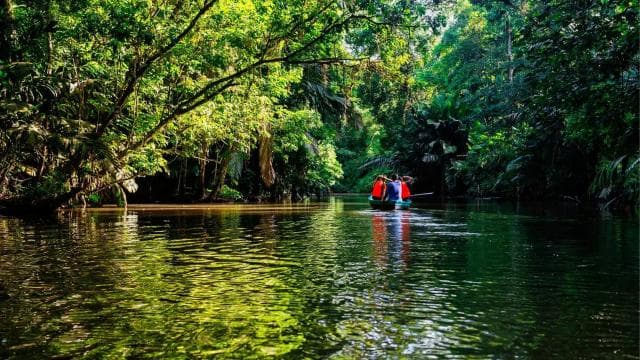 Tortuguero National Park: Best Things to Do in Tortuguero