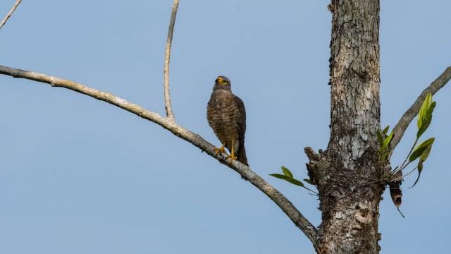 Uvita: Birdwatching