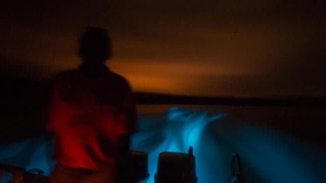 From Puntarenas: Bioluminiscence Boat Tour with BBQ & Drinks
