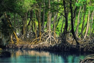 From Las Terrenas: Guided Tour of Los Haitises National Park