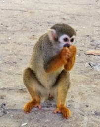 Puerto Plata: Monkeyland Tour