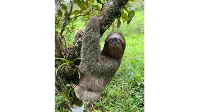 Rio Celeste: Rainforest, Sloths and Wildlife.