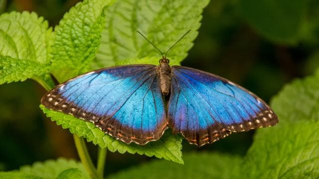 Diamante Eco Adventure Park: Wildlife Sanctuary Pass