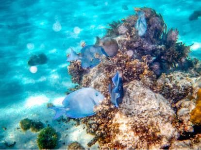 Punta Cana: Saona Crusoe VIP