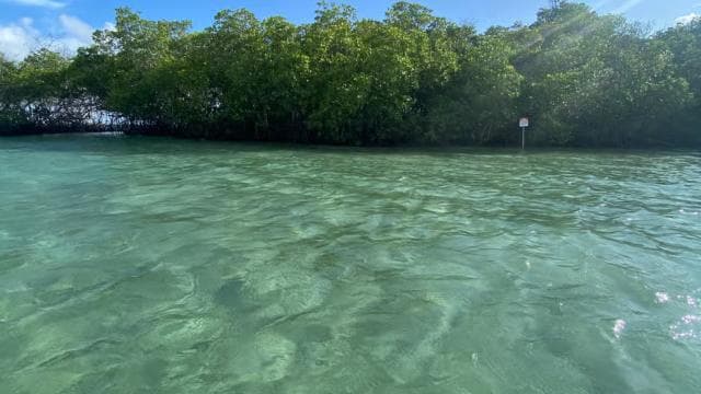 From La Parguera: Local Sandbars Speedboat Day Trip