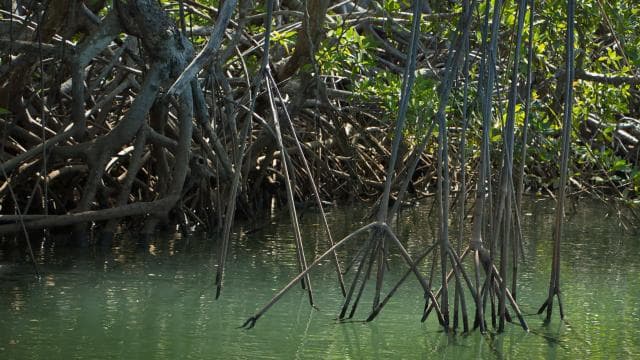 Tamarindo Estuary: Kayak Monkey Tour