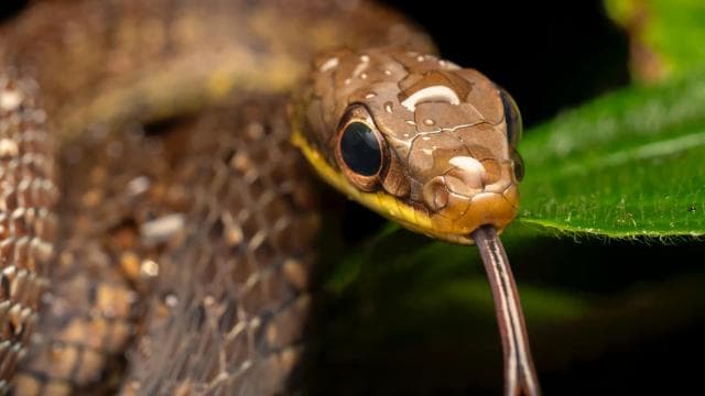 Sarapiquí: Rainforest Night Walk with Wildlife Guide