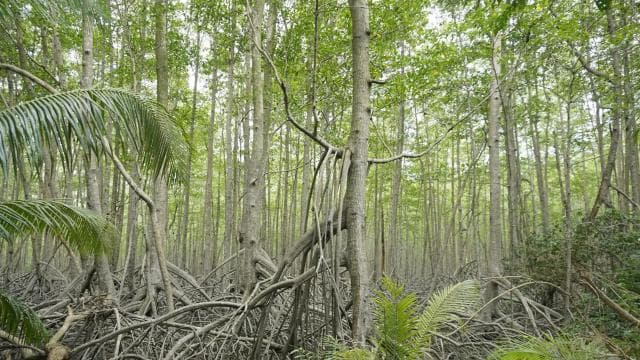 Uvita: Nature Walk at Marino Ballena National Park