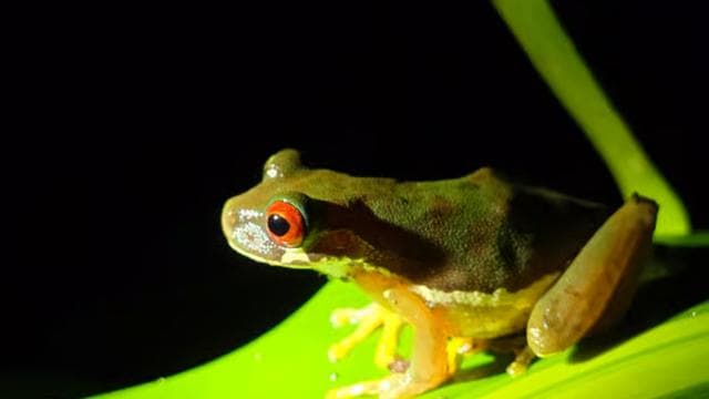 Monteverde: Tropical Forest Night Tour