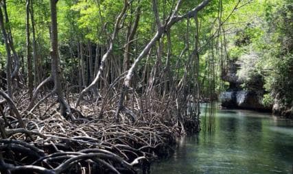 From Punta Cana: Los Haitises Guided Day Tour