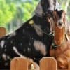 Punta Cana: Xploration Animal Park Bus Tour with Encounters