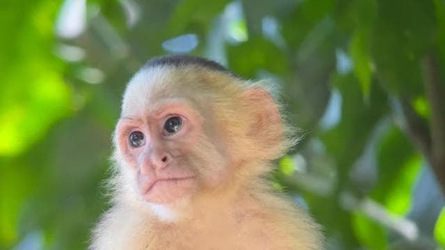 Manuel Antonio National Park Full Wildlife