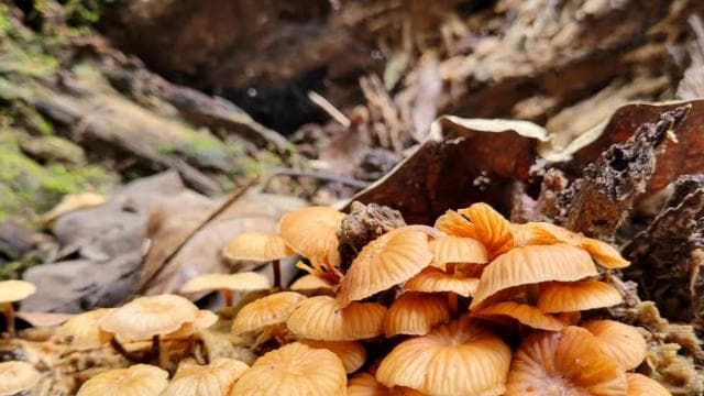 Fajardo: Rainforest guided adventure