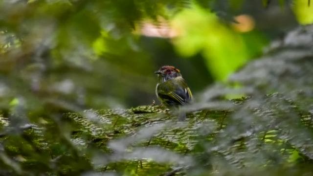 Monteverde: Cloud Forest Guided Nature Tour
