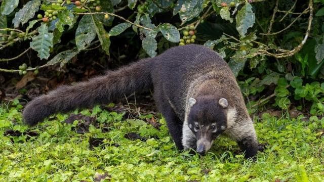 Monteverde: Cloud Forest Tour with Guide & Photos