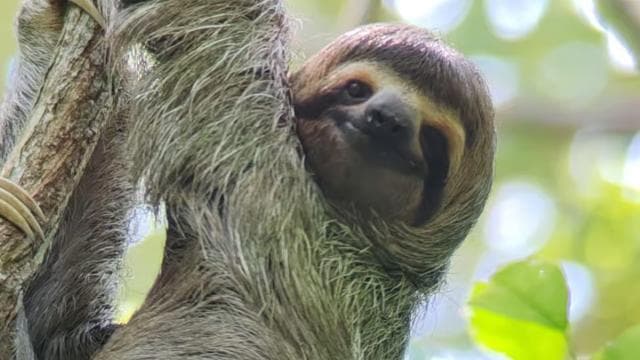 Quepos: Manuel Antonio National Park Guided Tour