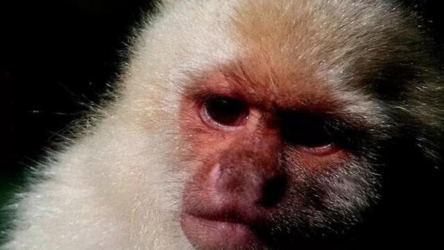 Monteverde: Nature walk in Curicancha Reserve