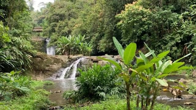 Waterfall with coffee, pineapple + coconut